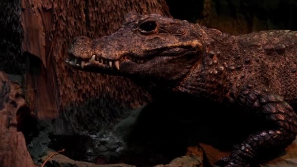 Vista Crocodilo Adulto Grande Com Dentes Grandes — Vídeo de Stock