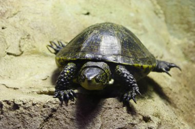 Güneşin altında güneşlenen güzel bir kara kaplumbağa manzarası