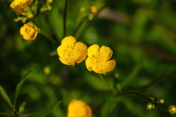 Πολυετή Κίτρινα Λουλούδια Ανθίζουν Στο Πάρκο Την Άνοιξη — Φωτογραφία Αρχείου