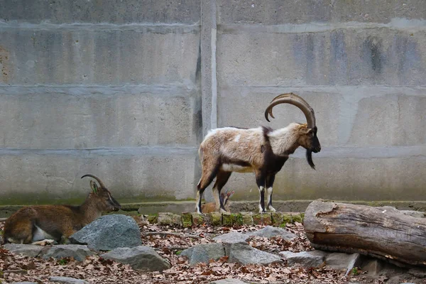 Vista Para Belas Cabras Montanha Vida Selvagem — Fotografia de Stock