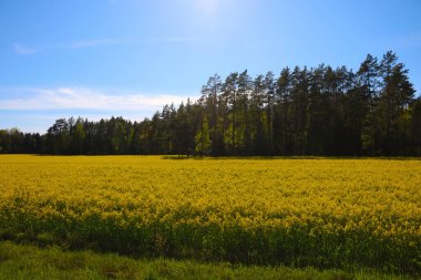 Yeşil orman ve mavi gökyüzünün arka planında sarı kolza tohumu tarlası