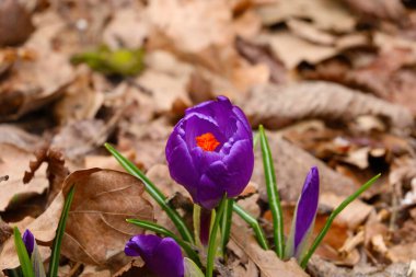 İlkbaharda açan çiçek manzarası