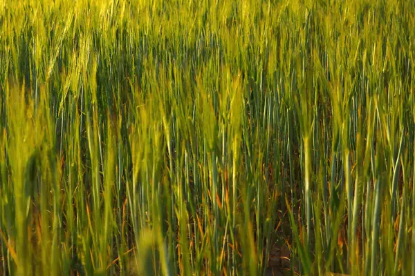 夏の田園地帯の大麦や小麦の若い緑のフィールドのビュー — ストック写真