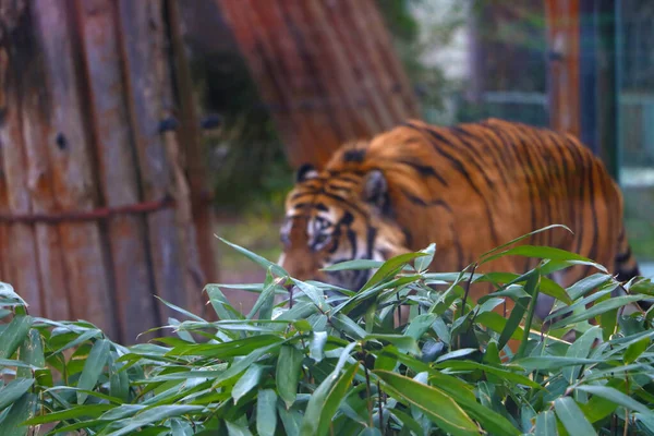 Out Focus Blurred Background View Adult Tiger — Stock Photo, Image