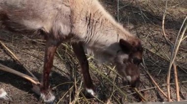 Boynuzsuz bir geyik, ağaç dallarını ve kabuklarını yer..