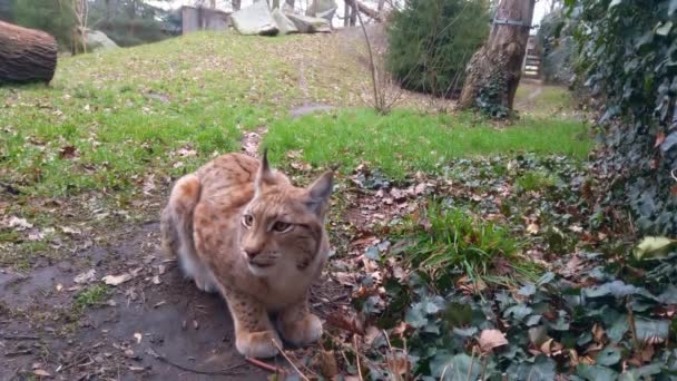 Gros Plan Magnifique Lynx Adulte Assis Devant Caméra — Video