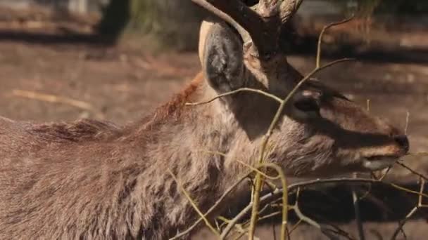 Vacker Hjort Med Horn Äter Trädgrenar Och Bark — Stockvideo