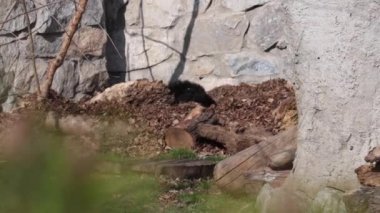 Bir ayı, yaprakların arasında yatar ve bir tahta parçasıyla oynar..