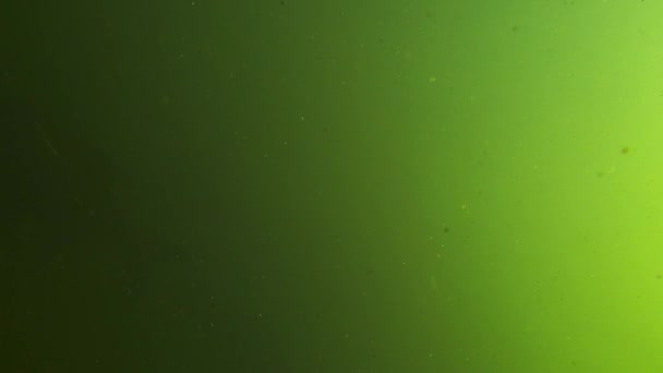 Швидкий Потік Брудної Зеленої Води Озері Або Річці — стокове відео