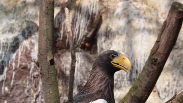 Großaufnahme Eines Ausgewachsenen Adlers Mit Großen Kräftigen Gelben Schnäbeln — Stockvideo