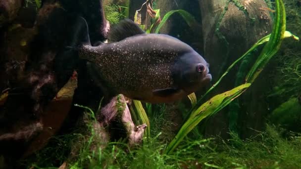 Pequeno Peixe Assustador Está Nadando Aquário — Vídeo de Stock