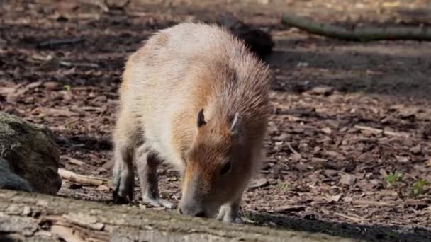 Capybara Polovodní Býložravý Savec Podčeledi Capybara — Stock video