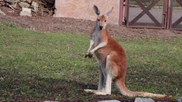 Das Lustige Känguru Dreht Den Kopf Und Springt — Stockvideo