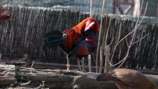 Primer Plano Gallo Limpiando Plumas — Vídeos de Stock