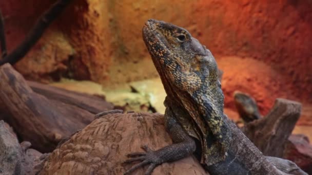 Lindo Lagarto Monitor Escuro Congelou Lugar — Vídeo de Stock