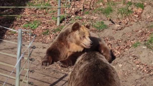 Κοντινό Πλάνο Ενήλικες Αρκούδες Στο Δάσος — Αρχείο Βίντεο