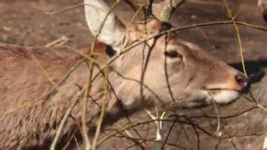 Ağaç dalları yiyen bir geyik görüntüsü