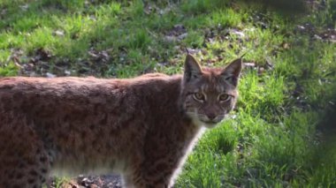 Ormandaki bir vaşağa yakın çekim