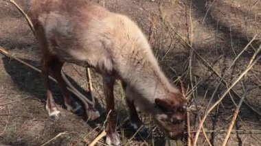 Çam dalını yiyen bir geyiğin üst görüntüsü