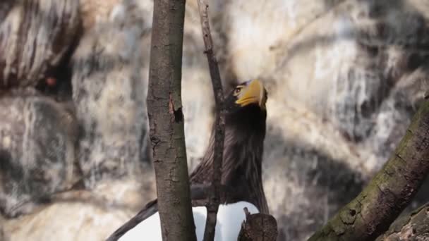 Águila Con Grandes Picos Amarillos Sienta Árbol — Vídeos de Stock