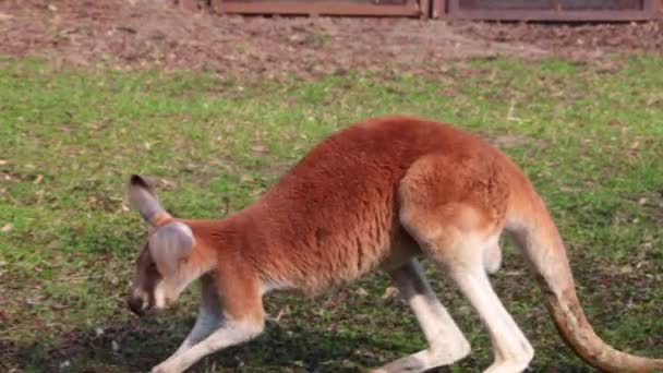 Nahaufnahme Eines Erwachsenen Lustigen Kängurus Park — Stockvideo