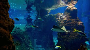 Akvaryumda farklı renkte balıklar yüzer.