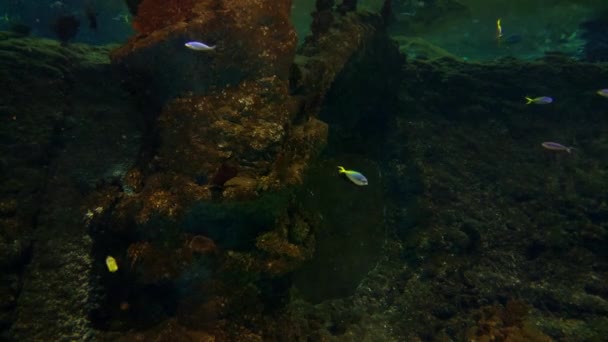Различные Мелкие Рыбки Плавают Аквариуме — стоковое видео