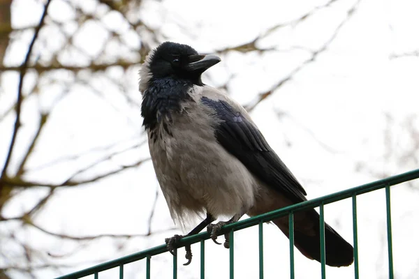 Eine Krähe Sitzt Auf Einem Zaun Park — Stockfoto