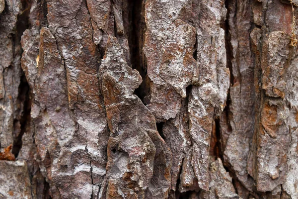 Кора Ствол Большого Дерева Фон Текстура — стоковое фото