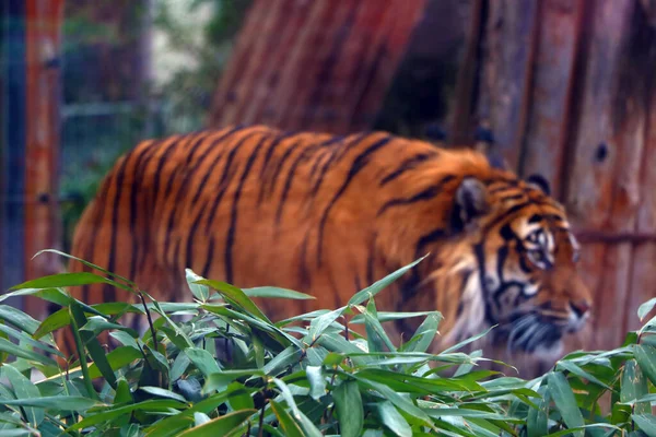 Sfocato Una Tigre Adulta Nel Verde — Foto Stock