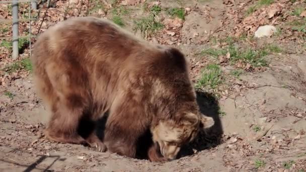Κοντινό Πλάνο Μια Ενήλικη Καφέ Αρκούδα Στο Δάσος — Αρχείο Βίντεο