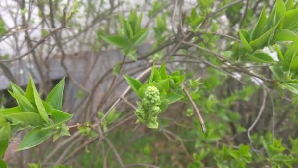 Młode Zielone Liście Gałęzi Krzewu Kwitną Wiosną — Wideo stockowe