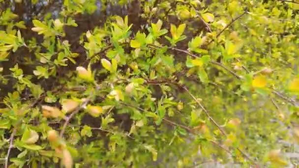 Çalının Genç Yeşil Bir Dalı Parkta Rüzgarda Sallanıyor — Stok video