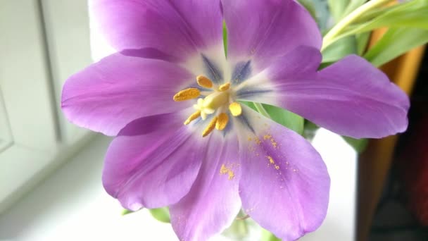 Close Uma Flor Tulipa Florescente Primavera — Vídeo de Stock