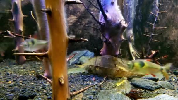 Små Fiskar Simmar Snabbt Akvariet — Stockvideo