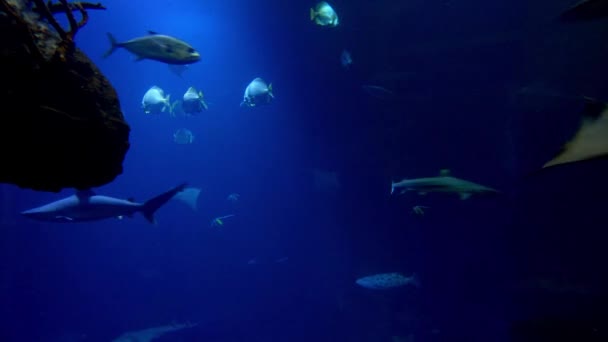 Verschillende Vissen Van Verschillende Afmetingen Zwemmen Het Aquarium — Stockvideo