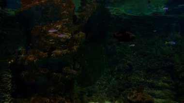 Akvaryumda farklı boyutlarda farklı balıklar yüzer.