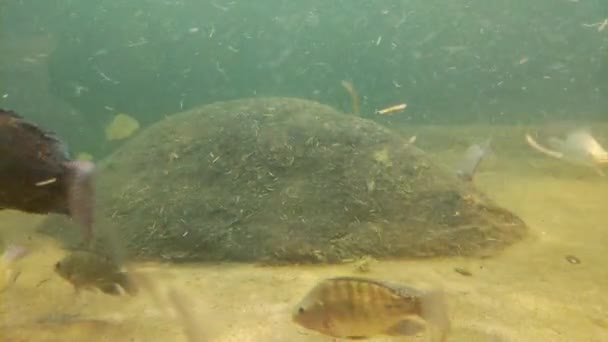 Рыба Медленно Плавает Мутной Воде Озера — стоковое видео