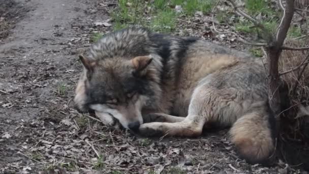 Wolf Sleeping Tree Forest — Stock Video