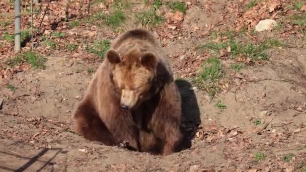 Seekor Beruang Dewasa Berbaring Sebuah Lubang Hutan — Stok Video