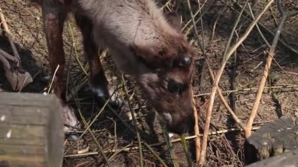 Cervi Senza Corna Mangiano Ramoscelli Primavera — Video Stock