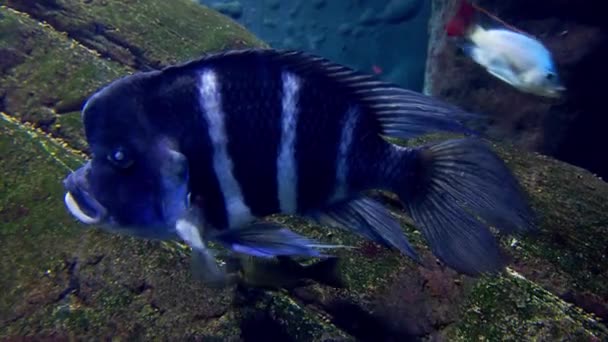 Аквариуме Плавает Красивая Темно Синяя Рыба — стоковое видео