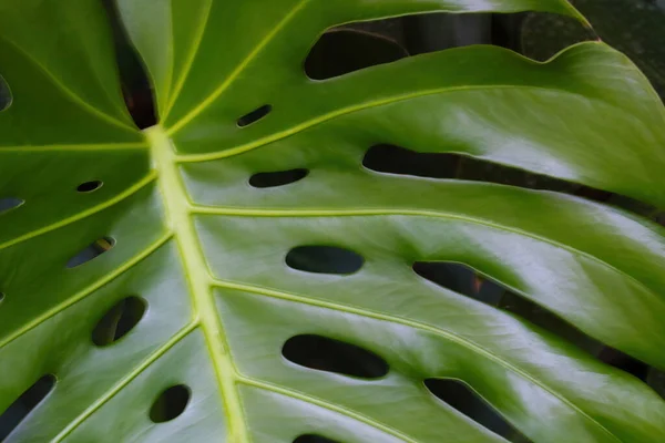 Gyönyörű Nagy Zöld Levél Egy Trópusi Növény — Stock Fotó