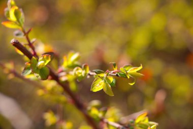 Baharda genç yeşil bir dalın görüntüsü
