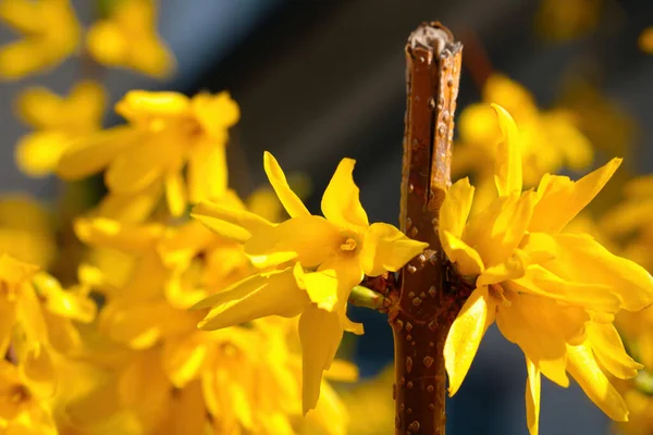 Ein Großer Strauch Mit Leuchtend Gelben Blüten Der Forsythie Pflanze — Stockfoto