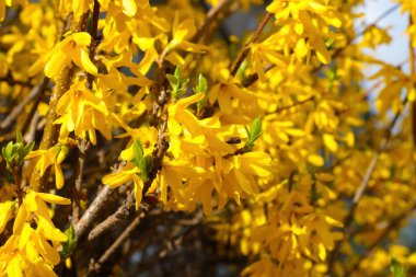 Parlak sarı çiçeklerden oluşan büyük bir çalı.
