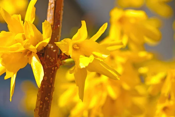 Gelb Blühender Forsythie Strauch Einem Sonnigen Frühlingstag — Stockfoto