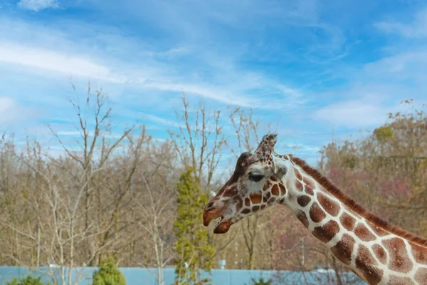 Huvudet Giraff Mot Bakgrund Blå Himmel Och Trädtoppar — Stockfoto