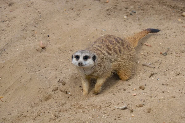 Meerkat Zahrabe Písku Odvrátí Zrak — Stock fotografie