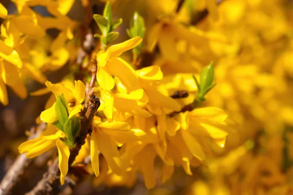 Gelb Blühender Forsythie Strauch Einem Sonnigen Frühlingstag — Stockfoto